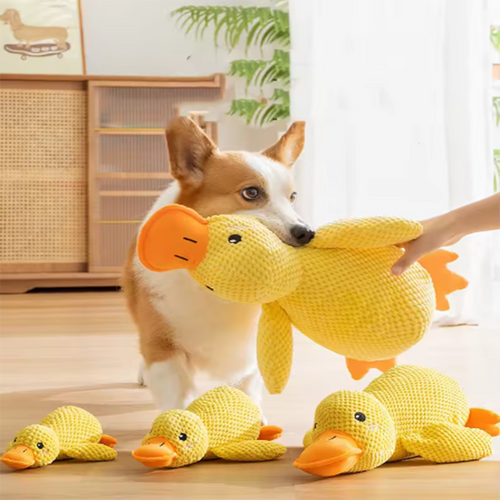 JMA Pet Goods yellow plush duck dog toy held out to a corgi, with small, medium and large ducks on the floor