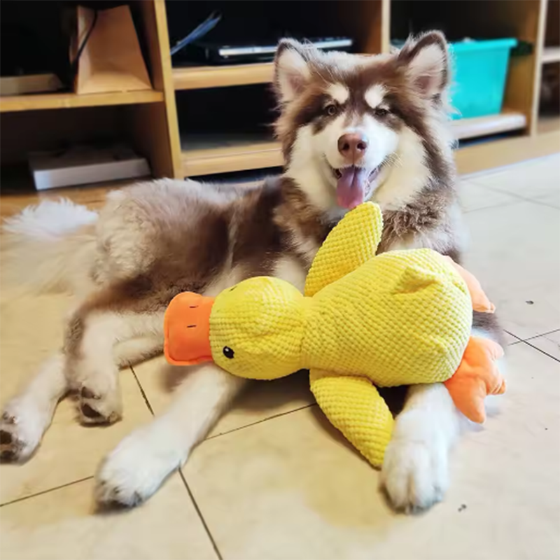 Large fluffy dog resting with the JMA Pet Goods yellow plush duck dog toy between its paws