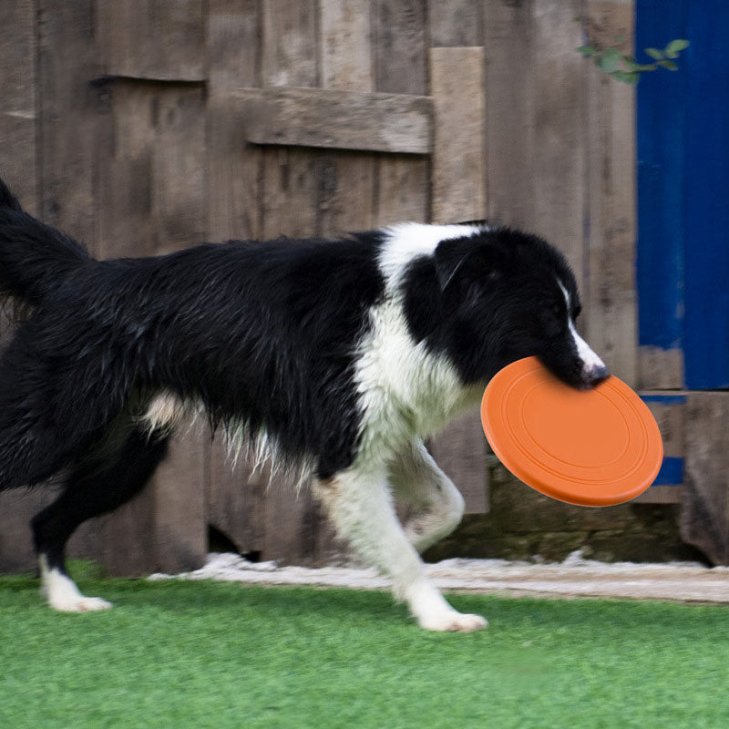 Dog carrying a JMA Pet Goods silicone flying disc during outdoor fetch