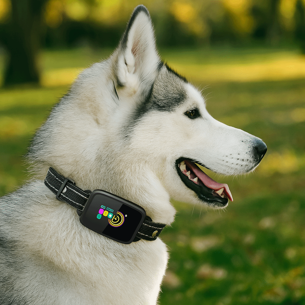 Husky wearing the JMA Pet Goods smart dog bark collar with color screen outdoors