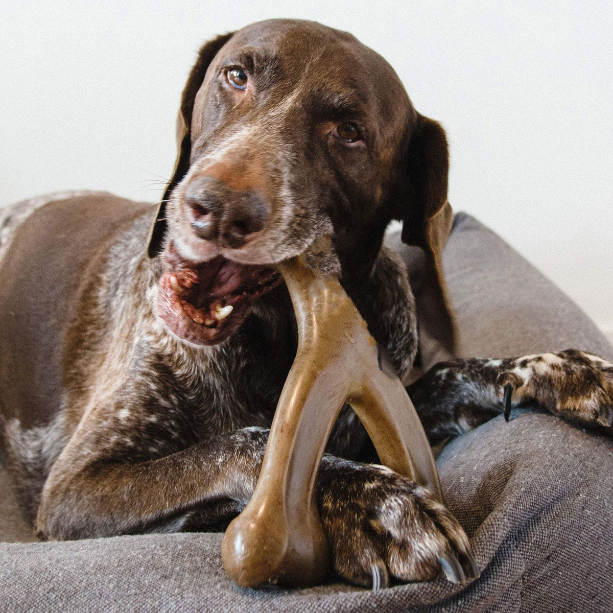 Brown dog lying down and chewing the JMA Pet Goods wishbone dog chew toy