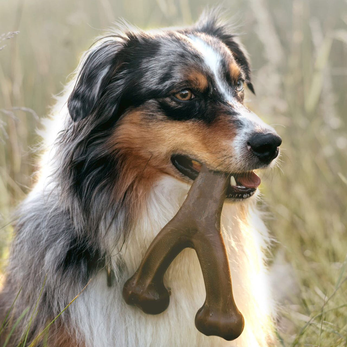 Dog carrying the JMA Pet Goods wishbone dog chew toy in its mouth outdoors