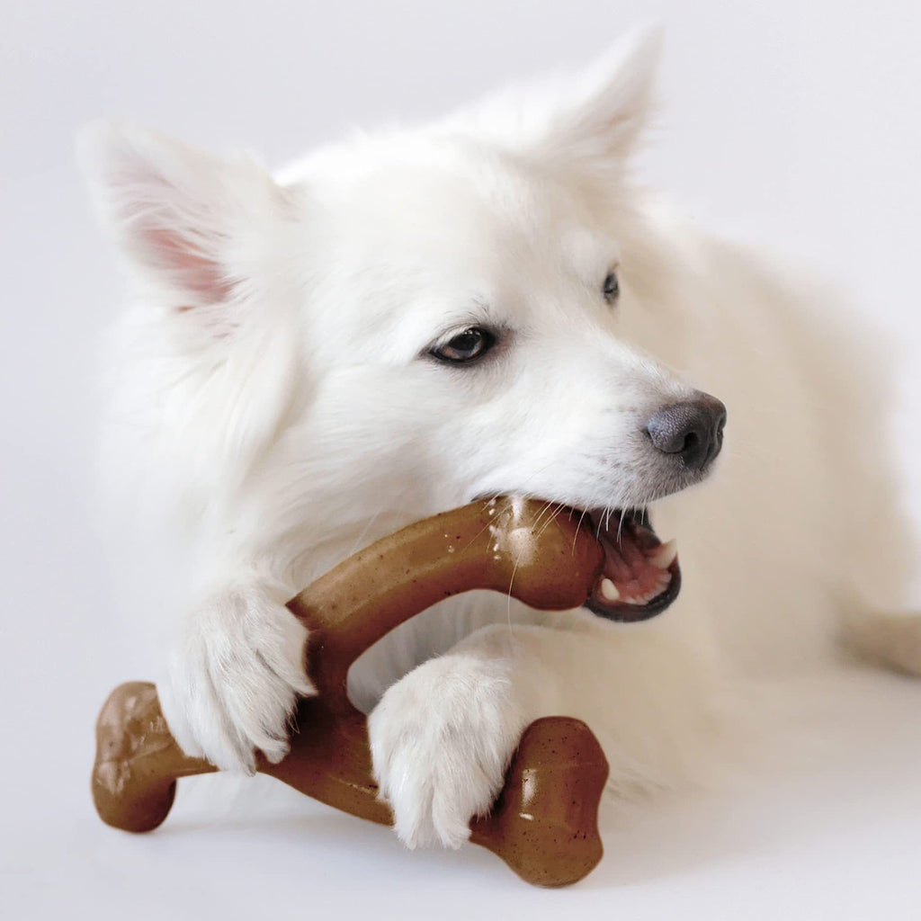 White fluffy dog chewing the JMA Pet Goods wishbone dog chew toy held between its paws